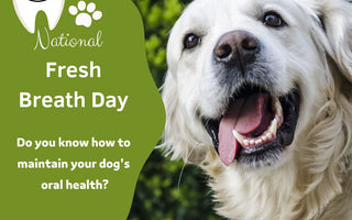 The Importance of Maintaining Your Pet's Oral Health: A Comprehensive Guide